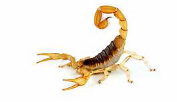 BUCKS TERMITE AND PEST CONTROL - Warner Robins, GA. SCORPION