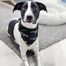 Well Groomed Pets Ruskin - Pet Grooming
