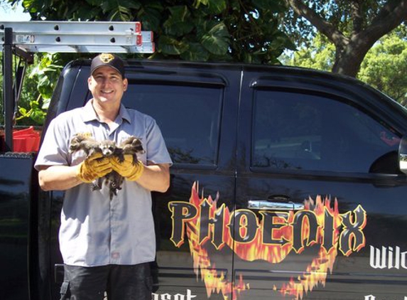 Phoenix Pest Management & Wildlife Control - Tarpon Springs, FL