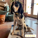 Boston to Dog Training Elite Bristol - Plymouth - Pet Training
