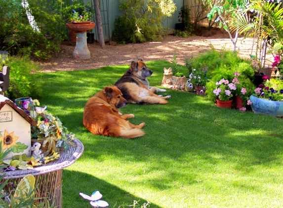 Home Sweet Home Pet Sitting and Dog Walking - Tucson, AZ