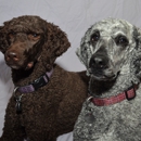 Jewels Poodles - Pet Breeders