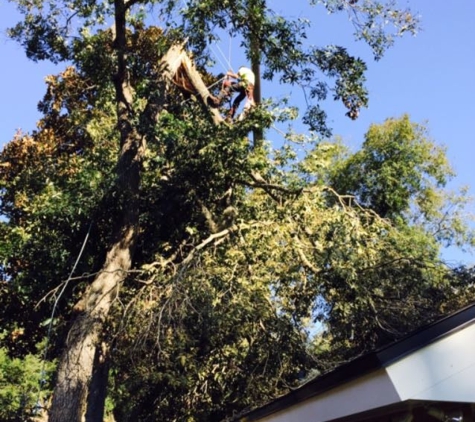 Big City Tree Service, Inc. - Jacksonville Beach, FL