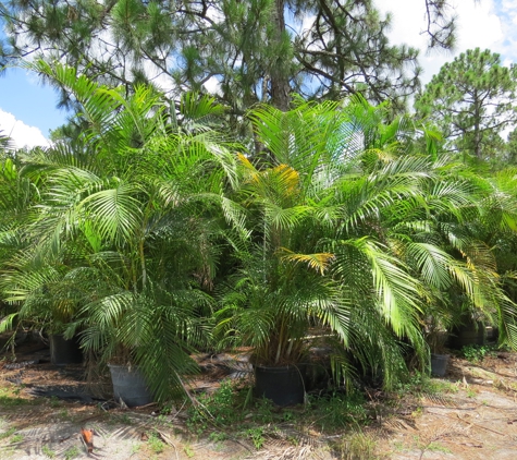 M&L Nursery - Loxahatchee, FL