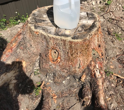 Acosta Tree Service - Miami, FL. Before- large stump