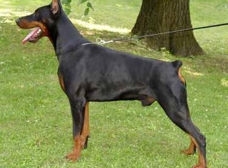 Shady store grove dobermans