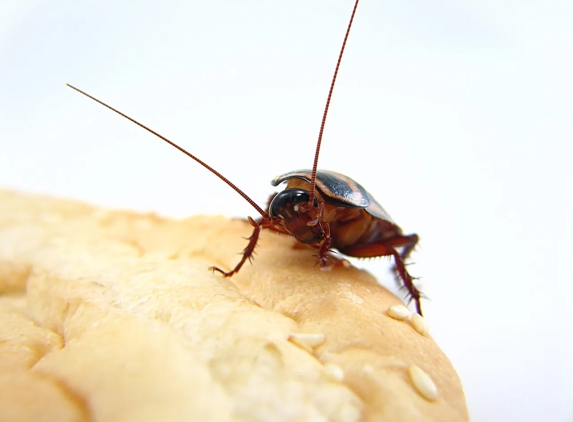 Vin Truscott Pest Control