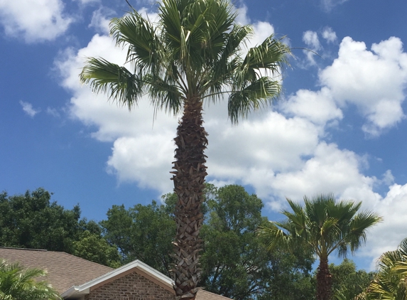 Quality tree service - Hudson, FL