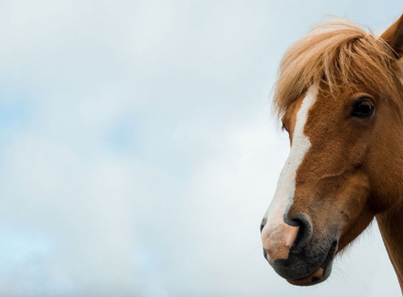 Williams River Veterinary - Clarence Town, NSW