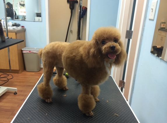 Canine Beach Grooming - Oakland Park, FL