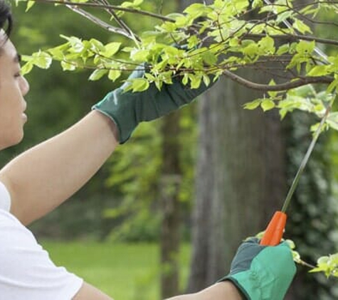 Action Tree Care - Santa Barbara, CA