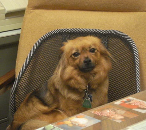 animal care center - Springfield, MO. Izzy thinks she runs the clinic