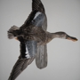 Wingrove Taxidermy