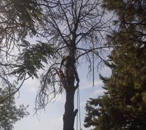 Antonio's Tree Service - Albuquerque, NM