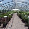 Homestake Nursery & Landscape Materials gallery