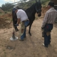 C&R horse shoeing