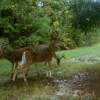 Wildlife Heritage Tree Nursery gallery