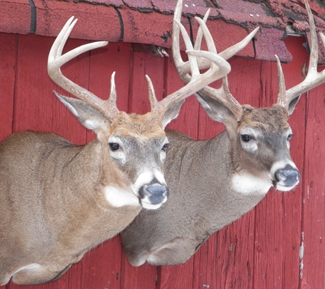 Jim's Whitetail Taxidermy - Greenville, MI