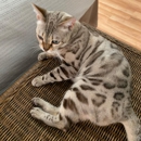 Homecare House & Pet Sitters - Pet Sitting & Exercising Services