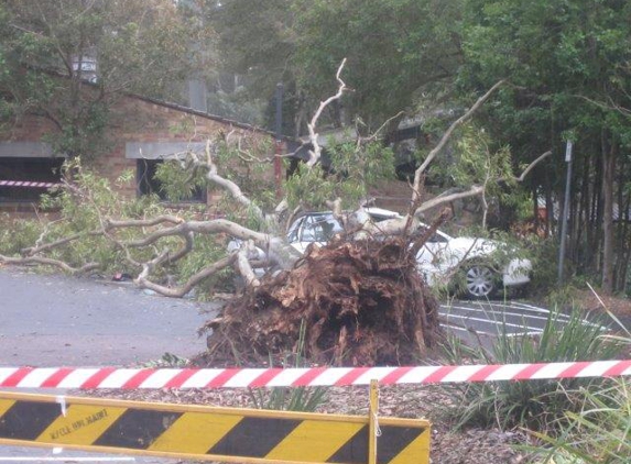 Abacus Tree Services - Newcastle, NSW