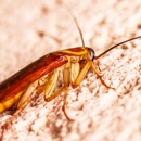 Anteater Pest Control - Pest Control Equipment & Supplies