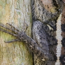 Optimal Wildlife Removal - Pest Control Services