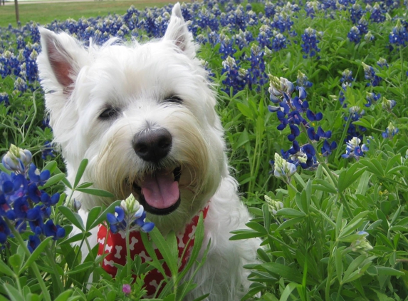 Bear Branch Animal Hospital - Magnolia, TX