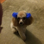 Clip & Dip Dog Grooming LLC