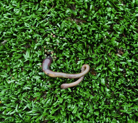 Worm Power - Dulong, QLD