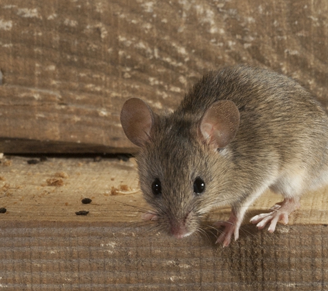 Mid-South Pest & Termite, LLC - Memphis, TN. Memphis Rodent Removal & Control.