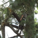 Southeastern Tree Experts - Arborists