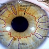 Long Island Center for Iridology gallery