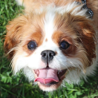 Central Veterinary Clinic & Hospital - Tarneit, VIC