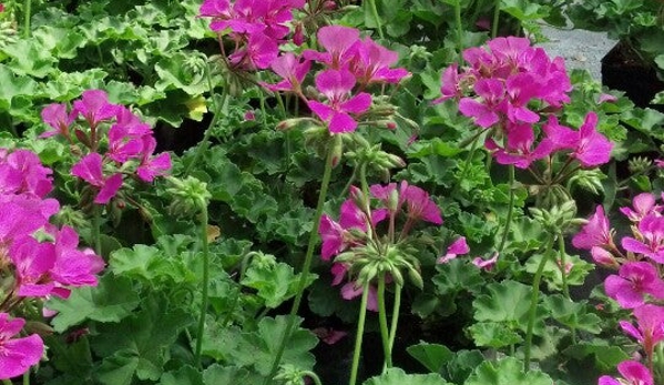 All Seasons Garden Center - Grand Forks, ND