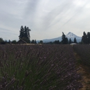 Lavender Valley Farms - Farms