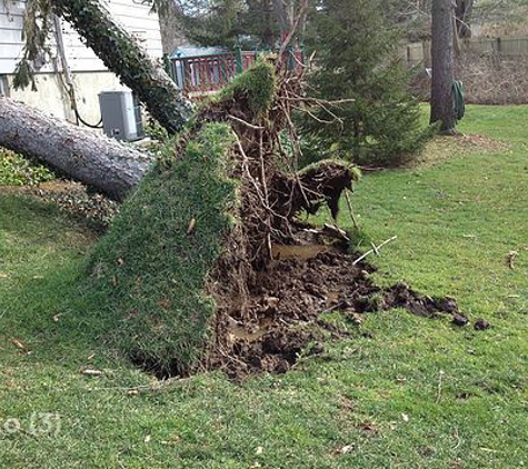 Mount Carmel Tree Service - Hamden, CT