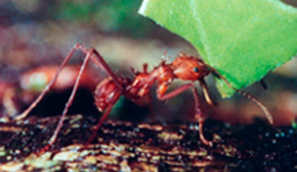 Armageddon Pest Control - Kambah, ACT
