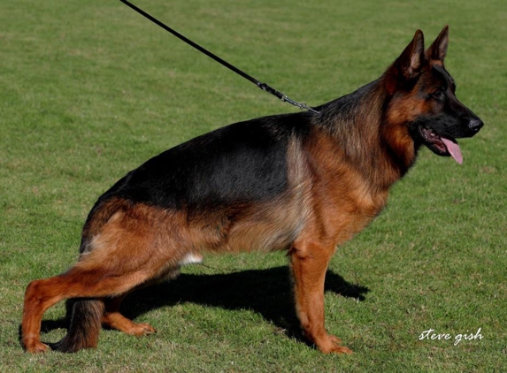 Vom Buflod German Shepherds - Waynesville, OH