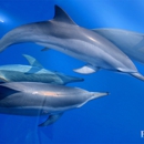 Blue Sea Cruises Inc. - Boat Tours