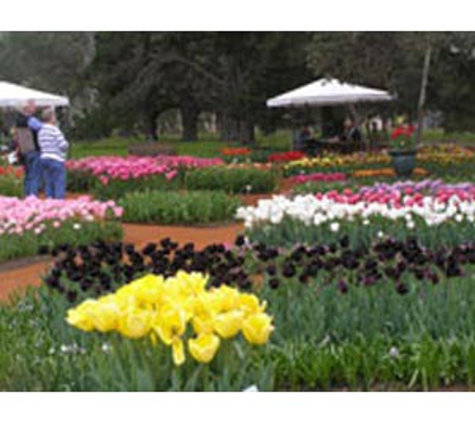 Tulips With A Difference - Kulikup, WA