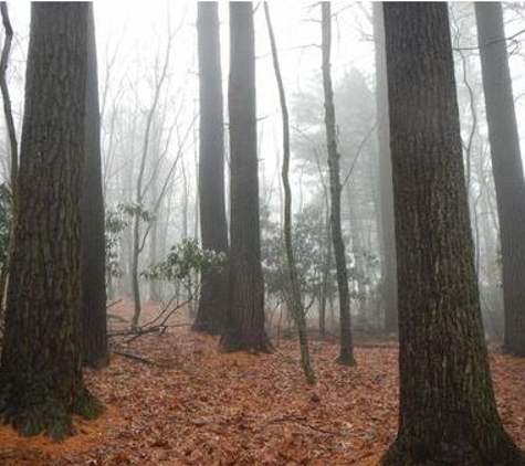 Blanton Forestry PLLC - Dobson, NC