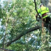 Tree Service San Clemente gallery