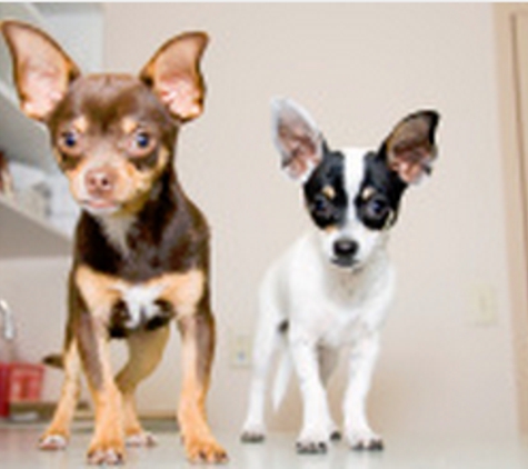 Flushing Veterinary Hospital - Flushing, NY