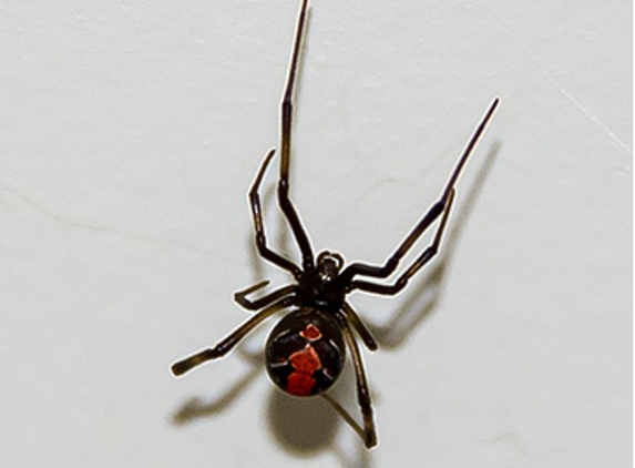Advanced Pest Control Wollongong - Albion Park Rail, NSW