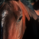 Lead Change Solutions - Horse Training