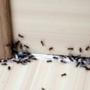 A All Borough Exterminating Co Inc - Pest Control Services