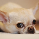 Little Seneca Animal Hospital - Veterinarians