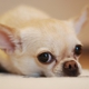 Little Seneca Animal Hospital