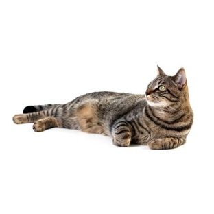 Bassendean Veterinary Hospital - Bassendean, WA