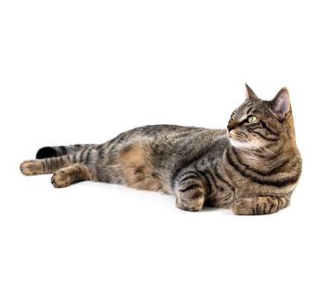 Wilberforce Veterinary Hospital - Wilberforce, NSW
